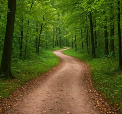 Winding path through a lush green forest