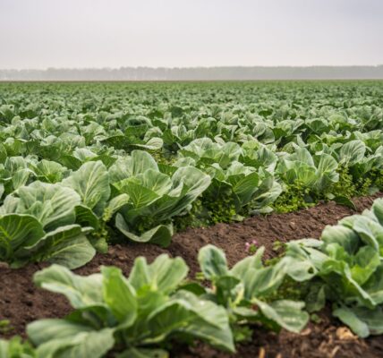 Quanto Agroworld IPO allotment