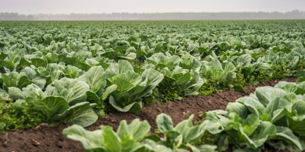 Quanto Agroworld IPO allotment