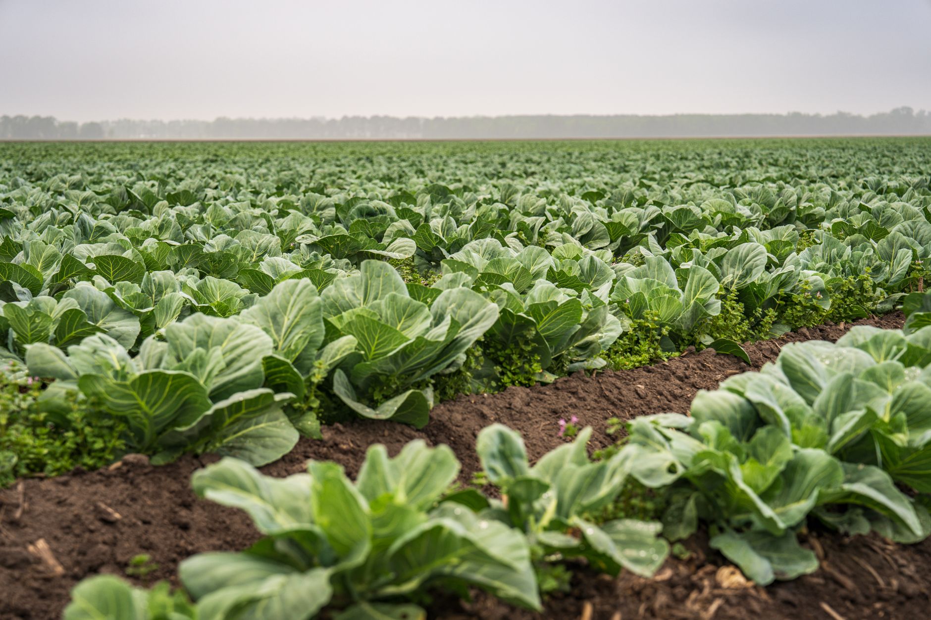 Quanto Agroworld IPO allotment